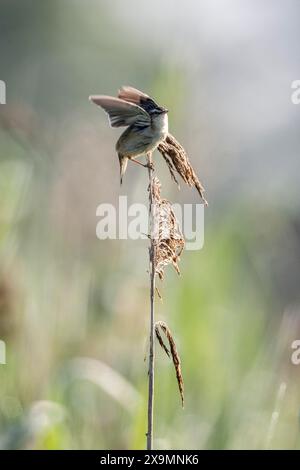 Seggenkraut (Acrocephalus schoenobaenus), Niedersachsen, Deutschland Stockfoto