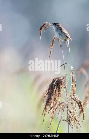 Seggenkraut (Acrocephalus schoenobaenus), Niedersachsen, Deutschland Stockfoto