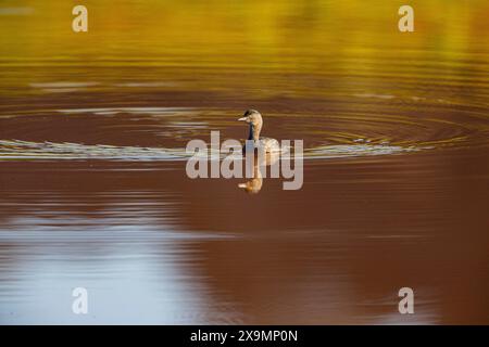 Last Grebe (Tachybaptus dominicus) Pantanal Brasilien Stockfoto