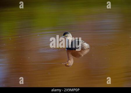 Last Grebe (Tachybaptus dominicus) Pantanal Brasilien Stockfoto