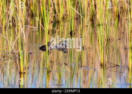 Last Grebe (Tachybaptus dominicus) Pantanal Brasilien Stockfoto