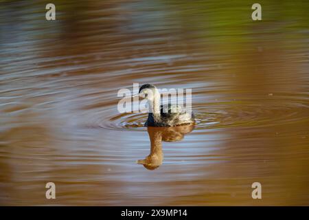 Last Grebe (Tachybaptus dominicus) Pantanal Brasilien Stockfoto