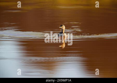 Last Grebe (Tachybaptus dominicus) Pantanal Brasilien Stockfoto