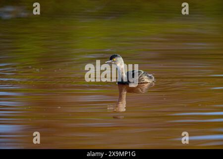 Last Grebe (Tachybaptus dominicus) Pantanal Brasilien Stockfoto