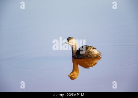 Last Grebe (Tachybaptus dominicus) Pantanal Brasilien Stockfoto