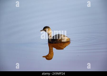 Last Grebe (Tachybaptus dominicus) Pantanal Brasilien Stockfoto