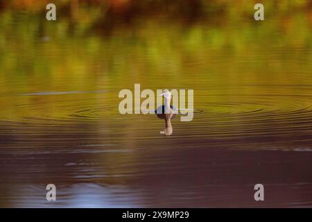 Last Grebe (Tachybaptus dominicus) Pantanal Brasilien Stockfoto