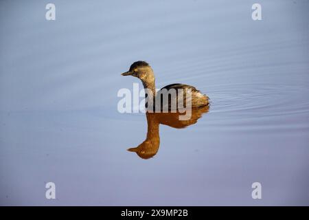 Last Grebe (Tachybaptus dominicus) Pantanal Brasilien Stockfoto