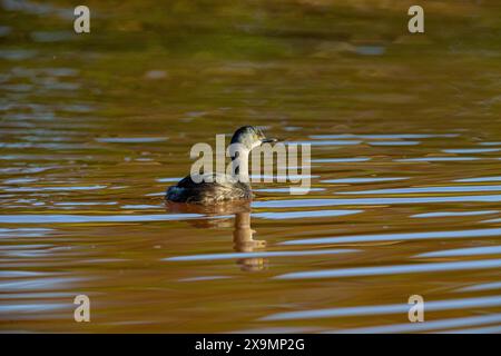 Last Grebe (Tachybaptus dominicus) Pantanal Brasilien Stockfoto