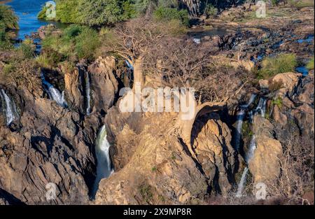 Kunene River, Wasserfall und afrikanischer Baobab (Adansonia digitata), im Abendlicht, Epupa Falls, Kunene, Namibia Stockfoto