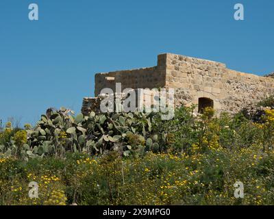 Baufällige Steinbauten und Kakteen umgeben von wilden Blumen unter einem hellblauen Himmel, die Insel Gozo mit historischen Häusern, farbenfroh Stockfoto