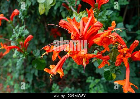 Eine Gruppe von Cape Geißblatt, Tecoma capensis, Stockfoto