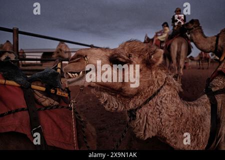 Nahaufnahme Porträt mit einem lächelnden Kamel, Zähnen, Nasenpfosten, Seil und Seilgeschirr nach einer Fahrt bei Sonnenuntergang mit Uluru Camel Tours in Zentralaustralien Stockfoto