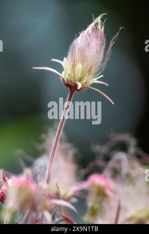 Abstrakte defokussierte Texturansicht von mehrjährigen Blüten des Prärierauchs (geum triflorum) in Blüte, mit violetten rauchartigen Haaren Stockfoto