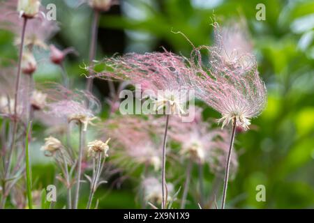 Abstrakte, ätherische Makroansicht blühender Präriegrauchblüten (geum triflorum) mit rotem rauchartigen Haar und unscharfem Hintergrund Stockfoto