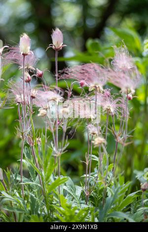 Abstrakte, ätherische Makroansicht blühender Präriegrauchblüten (geum triflorum) mit rotem rauchartigen Haar und unscharfem Hintergrund Stockfoto