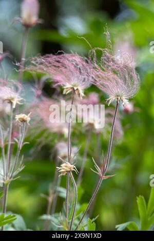 Abstrakte, ätherische Makroansicht blühender Präriegrauchblüten (geum triflorum) mit rotem rauchartigen Haar und unscharfem Hintergrund Stockfoto