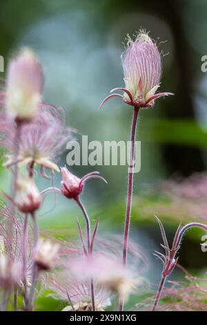 Abstrakte, ätherische Makroansicht blühender Präriegrauchblüten (geum triflorum) mit rotem rauchartigen Haar und unscharfem Hintergrund Stockfoto