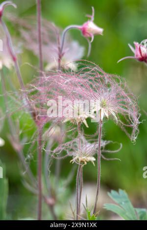 Abstrakte, ätherische Makroansicht blühender Präriegrauchblüten (geum triflorum) mit rotem rauchartigen Haar und unscharfem Hintergrund Stockfoto