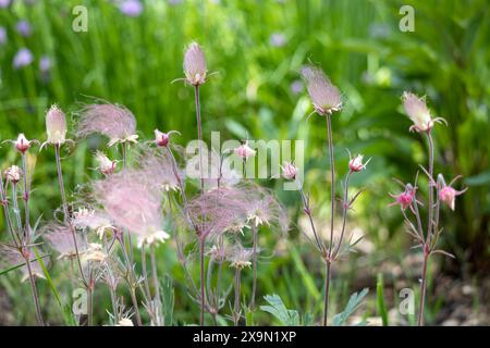 Abstrakte, ätherische Makroansicht blühender Präriegrauchblüten (geum triflorum) mit rotem rauchartigen Haar und unscharfem Hintergrund Stockfoto