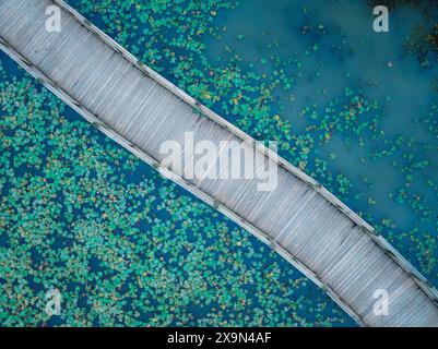 Ein Luftbild zeigt einen diagonalen Holzweg durch einen ruhigen Teich mit Seerosen. Der Weg besteht aus verwitterten Holzdielen. Stockfoto