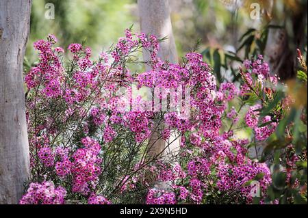 Junges Geraldton-Wachs (Chamaelaucium uncinatum) wächst zwischen Kaugummibäumen im südaustralischen Buschgarten Stockfoto