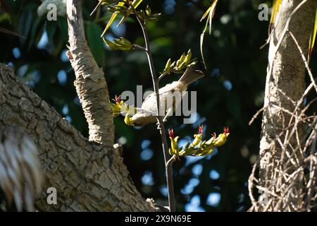 Neuseeländische Glockenvögel (Māori nennt korimako, makomako und kōmako) auf NZ-Flachs (Harakeke). Sie ist in Neuseeland endemisch. Anthornis melanura. Stockfoto