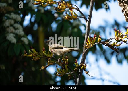 Neuseeländische Glockenvögel (Māori nennt korimako, makomako und kōmako) auf NZ-Flachs (Harakeke). Sie ist in Neuseeland endemisch. Anthornis melanura. Stockfoto