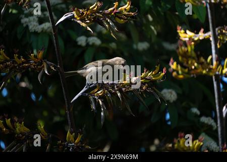 Neuseeländische Glockenvögel (Māori nennt korimako, makomako und kōmako) auf NZ-Flachs (Harakeke). Sie ist in Neuseeland endemisch. Anthornis melanura. Stockfoto