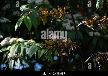 Neuseeländische Glockenvögel (Māori nennt korimako, makomako und kōmako) auf NZ-Flachs (Harakeke). Sie ist in Neuseeland endemisch. Anthornis melanura. Stockfoto