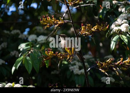 Neuseeländische Glockenvögel (Māori nennt korimako, makomako und kōmako) auf NZ-Flachs (Harakeke). Sie ist in Neuseeland endemisch. Anthornis melanura. Stockfoto