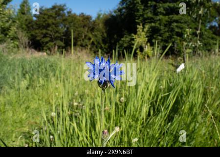 Blaue Kornblume auf einer grasbewachsenen Wiese mit Reifen Bäumen. Centaurea cyanus. Stockfoto