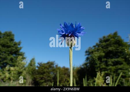 Blaue Kornblume am Himmel, Bäume im Hintergrund. Centaurea cyanus. Stockfoto