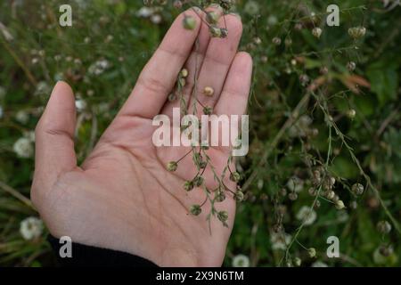 Person, die Samen auf Leinblumen zeigt, die zur Sammlung und Wiederaussaat bereit sind. Linum usitatissimum. Stockfoto