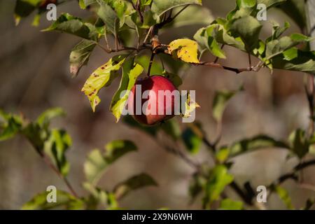 Einzelner Apfel auf Baum im Bio-Obstgarten. Spätsommerbild, sodass die Blätter gelb werden. Unscharfer Hintergrund. Stockfoto