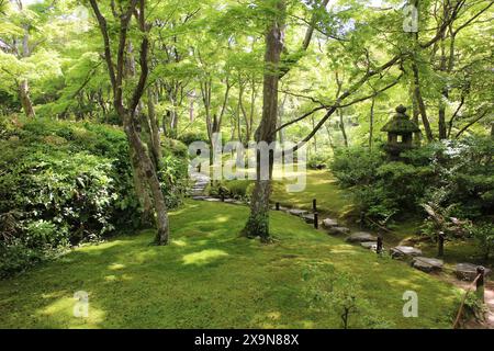 Frisches Grün im Okochi-sanso Garden, Kyoto, Japan Stockfoto