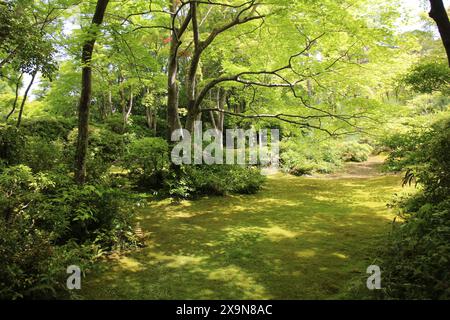 Frisches Grün im Okochi-sanso Garden, Kyoto, Japan Stockfoto