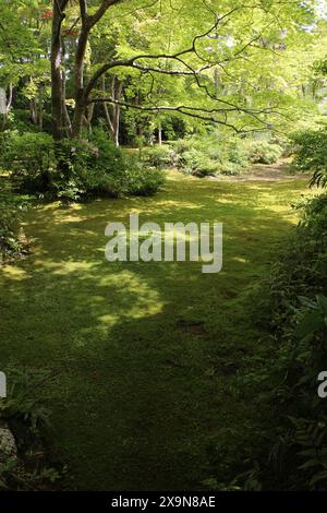 Frisches Grün im Okochi-sanso Garden, Kyoto, Japan Stockfoto