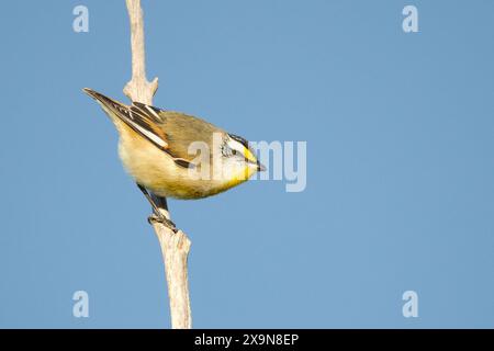 Ein Pardalote, Pardalotus striatus, der auf einem Baumzweig in Kondinin, Westaustralien, thront. Stockfoto