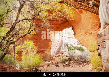 Kachina Bridge im Frühjahr, Natural Bridges National Monument, Utah Stockfoto