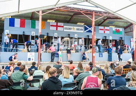 SHEPTON MALLET, SOMERSET, UK, 31. Mai 2024 sechs Nationen Schafscheren Wettbewerber im Wettbewerb bei der Royal Bath and West Show 2024. John Rose/Alamy Live News Stockfoto