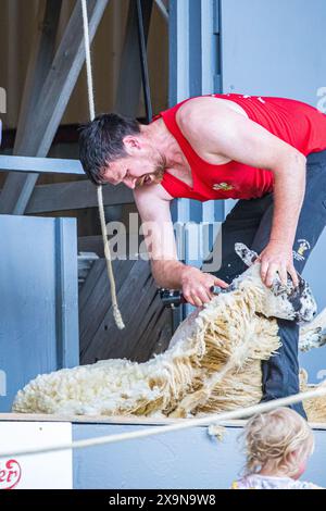 SHEPTON MALLET, SOMERSET, UK, 31. Mai 2024 sechs Nationen Schafscheren Wettbewerber im Wettbewerb bei der Royal Bath and West Show 2024. John Rose/Alamy Live News Stockfoto