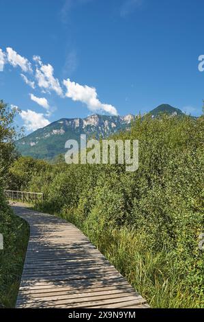 Holzwanderweg im Biotope am Kalterer See bzw. Kalterer See oder Kalterer See, Südtirol, Trentino, Italien Stockfoto