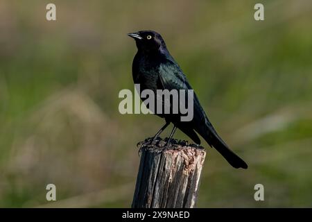 Brewer's Blackbird (Euphagus cyanocephalus) Stockfoto