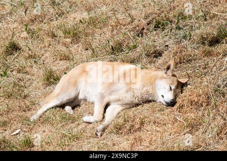 Dingos haben in der Regel einen Ingwermantel und die meisten haben weiße Markierungen an den Füßen, der Schwanzspitze und der Brust. Sie sind Australias wilde Hunde Stockfoto