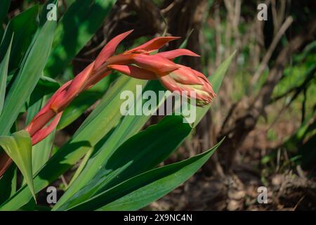 Beschorneria yuccoides oder mexikanische Lilie. Saftige Pflanze, die Hitze- und Dürreverträglich ist. Stockfoto