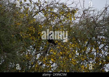 Neuseeländischer tui-Vogel im Kowhai-Baum, umgeben von gelben Blüten. Kowhai sind eine Quelle von Nektar für tui. Stockfoto