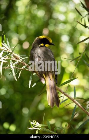 Der Helm-Honeyeater hat eine hellgelbe Stirn, Krone und Hals mit schwarzen Augen. Stockfoto