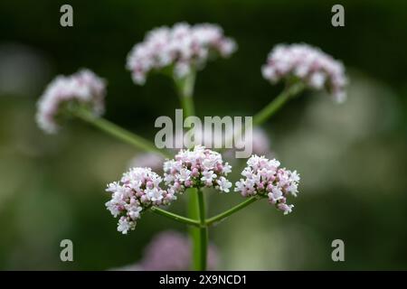 Nahaufnahme von Blumen des Gemeinen Valerian (Valeriana officinalis) in einem Hüttengarten im Frühsommer Stockfoto