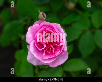 Nahaufnahme einer einzelnen Blume von Rosa 'Gertrude Jekyll' in einem Garten im Frühsommer Stockfoto